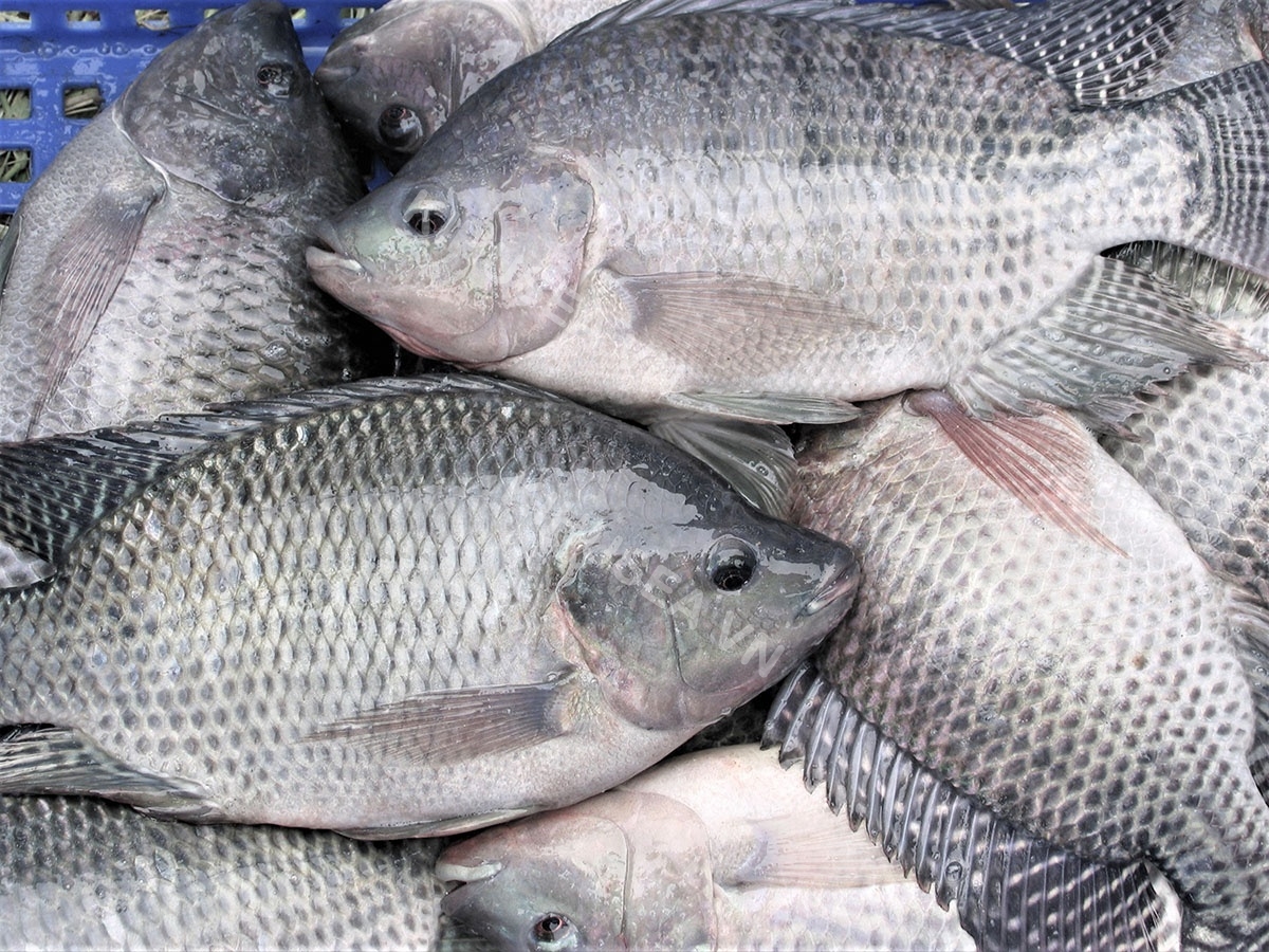 Tilapia